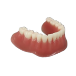 Dental Demo Flexible Partial Denture Model