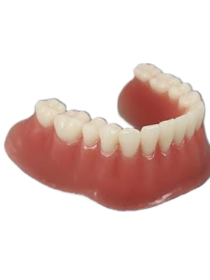 Dental Demo Flexible Partial Denture Model